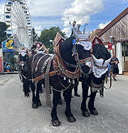 immer dabei: Prachtgespane der Brauerei (Foto: Ingrid Grossmann)